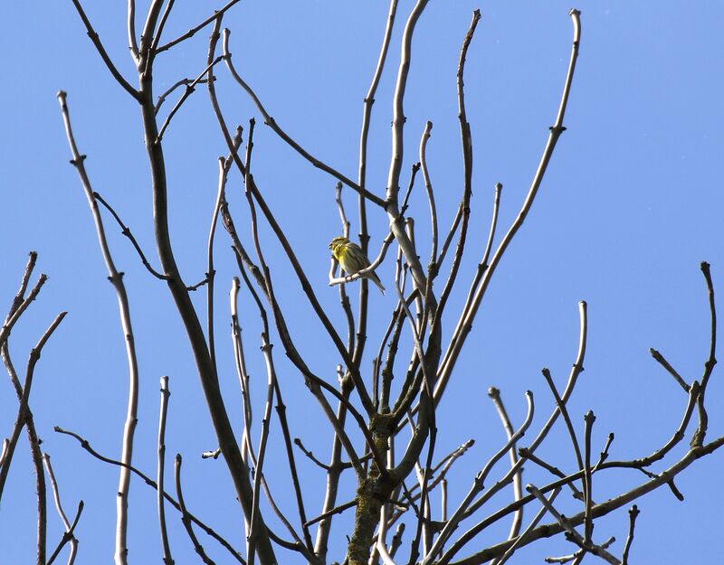 European Serin