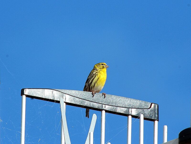 European Serin