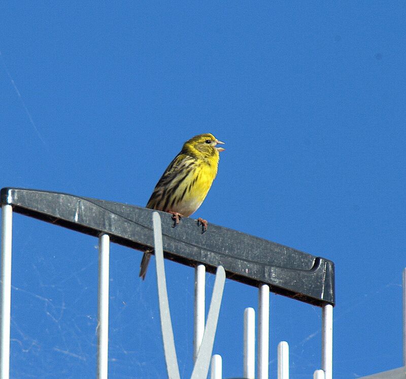 European Serin