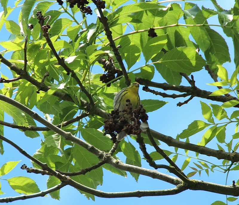 Serin cini