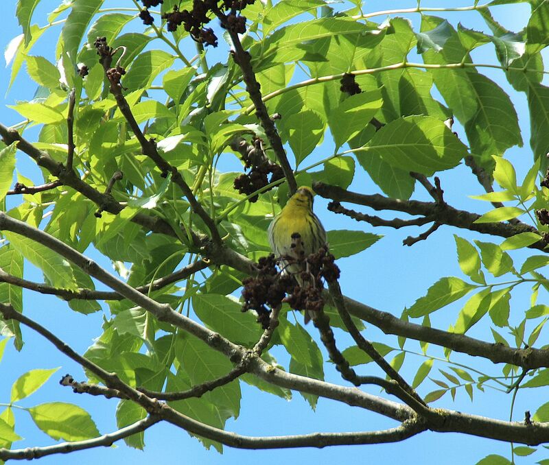 European Serin