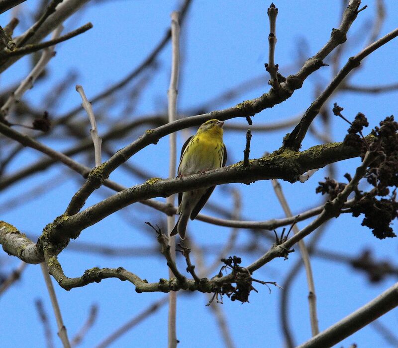 Serin cini