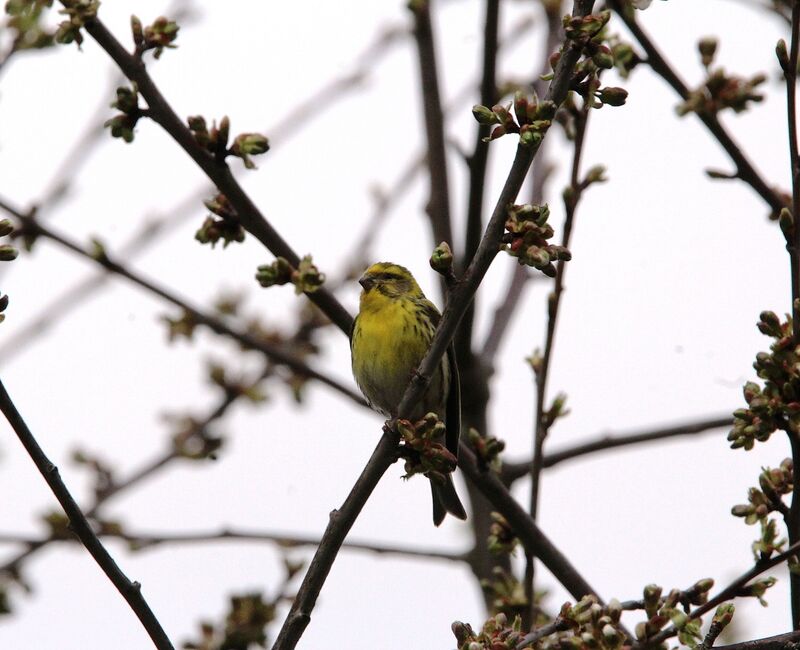 European Serin