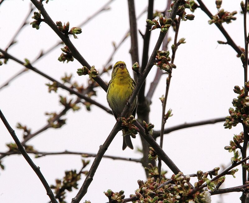 European Serin