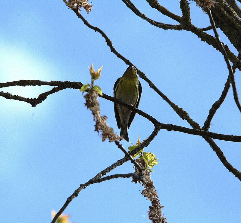 European Serin