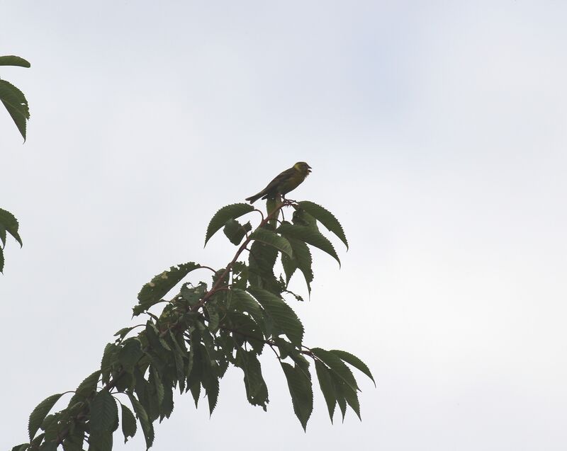 European Serin