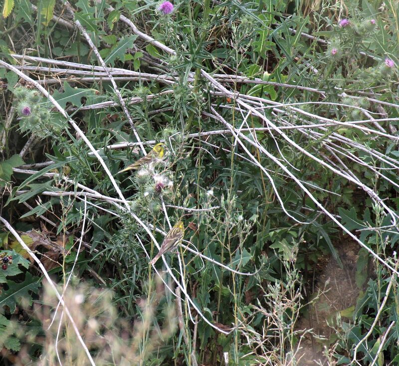 European Serin