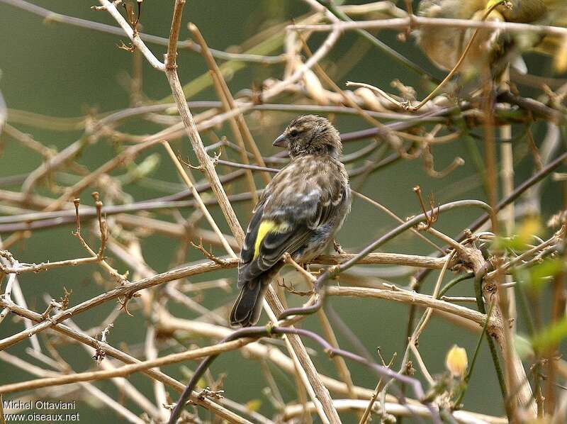 Serin de Reichenowadulte, identification