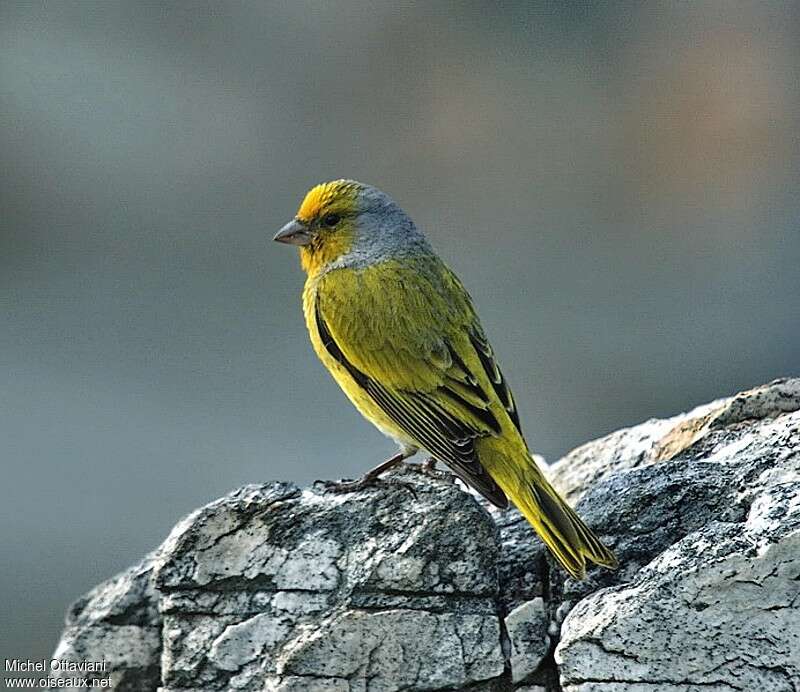 Serin du Cap mâle adulte, identification