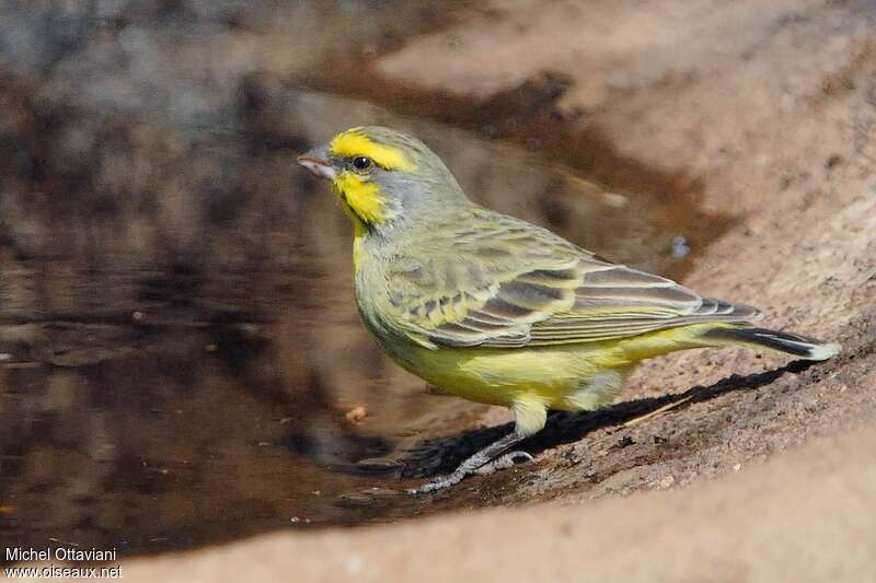 Yellow-fronted Canary male adult, identification