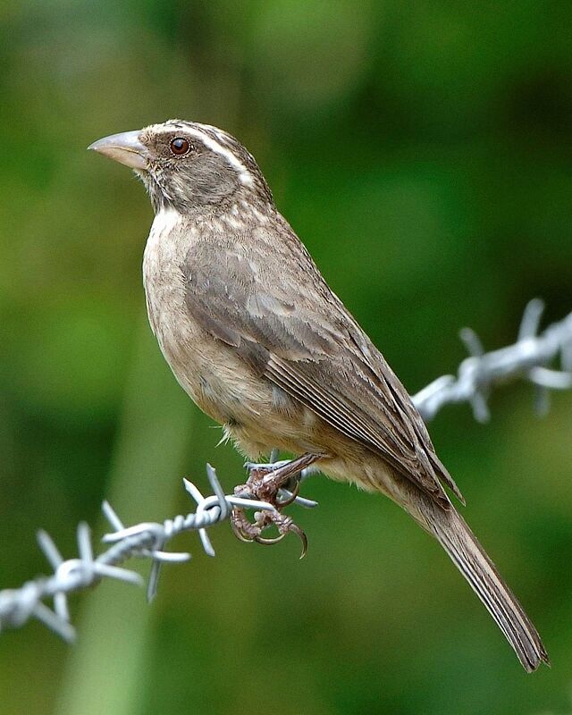 Serin gris