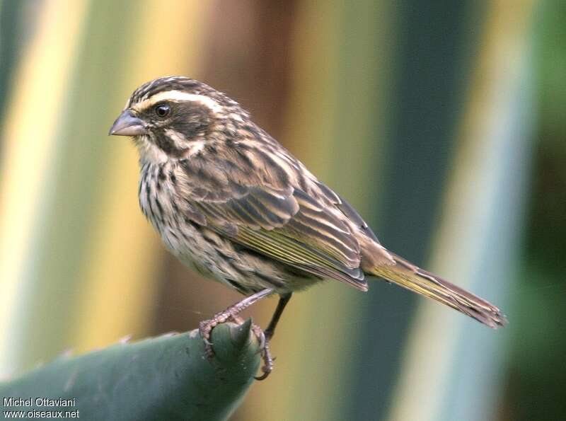 Serin striéadulte, identification