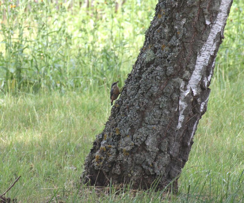 Eurasian Nuthatch