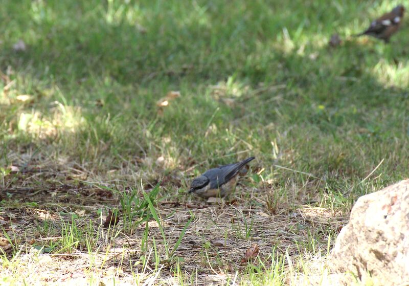 Eurasian Nuthatch