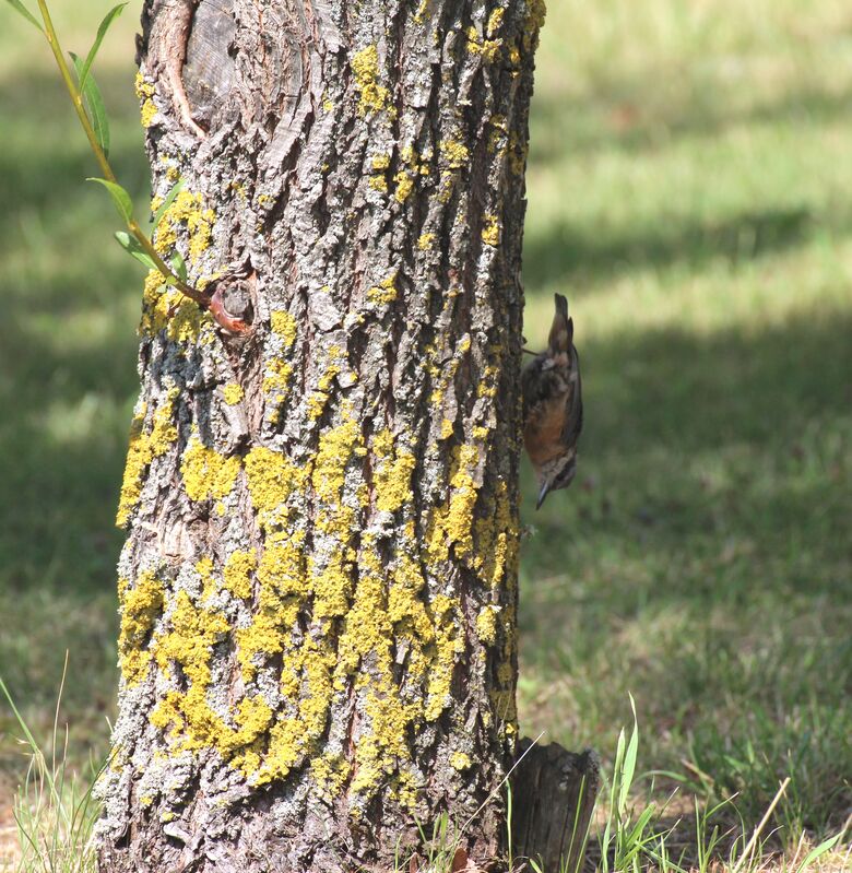 Eurasian Nuthatch