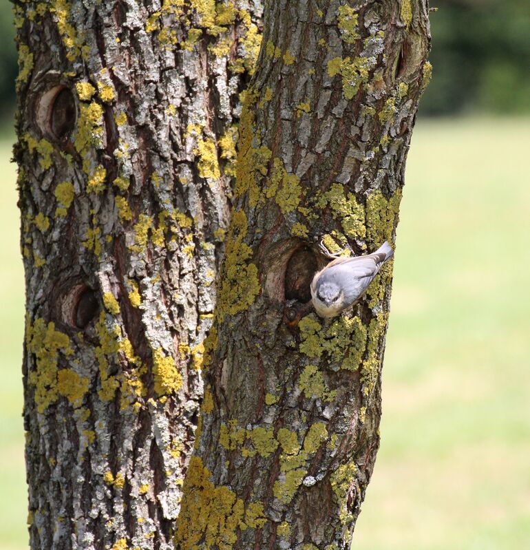 Eurasian Nuthatch