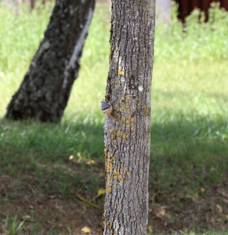 Eurasian Nuthatch