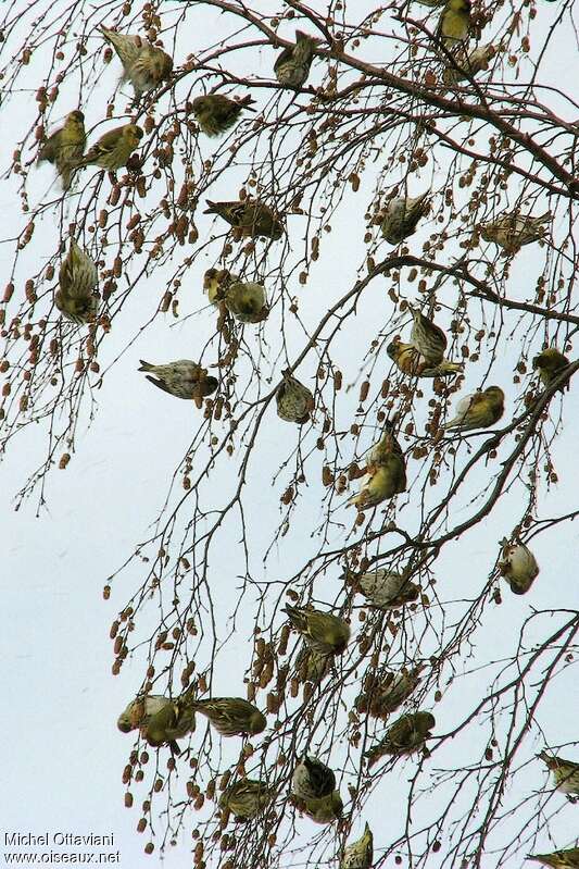 Eurasian Siskin, habitat, Behaviour