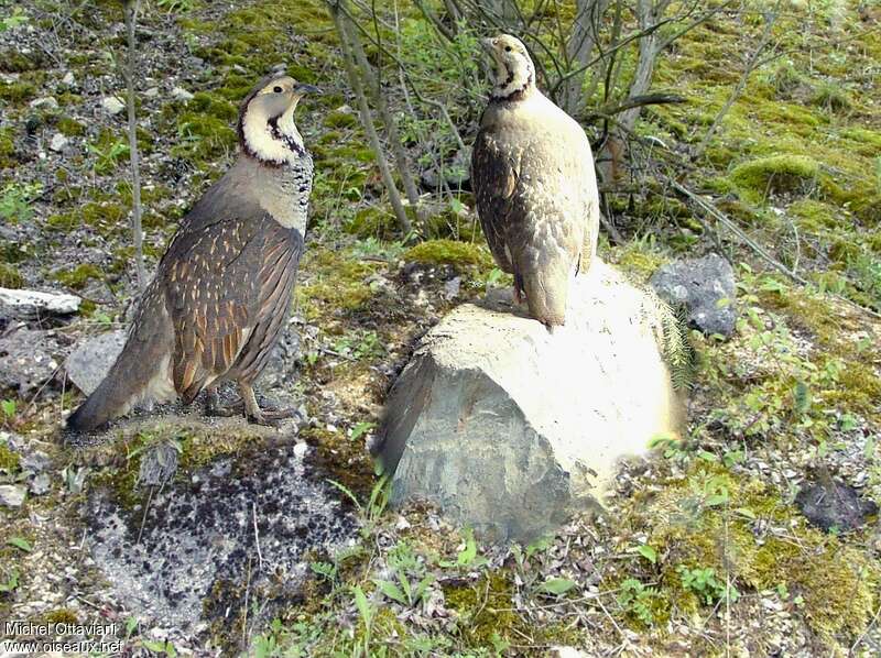 Himalayan Snowcockadult, identification