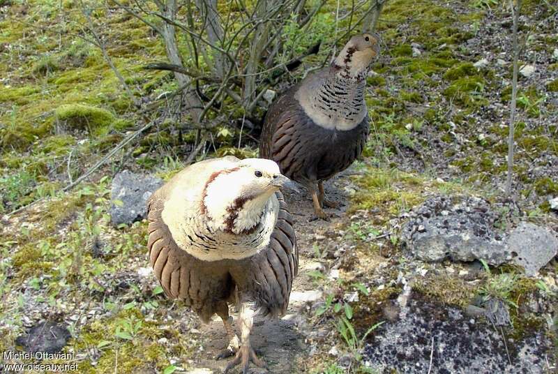 Himalayan Snowcockadult, habitat, Behaviour