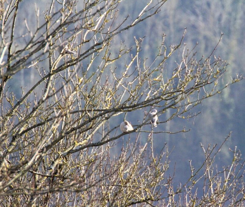 Eurasian Collared Dove