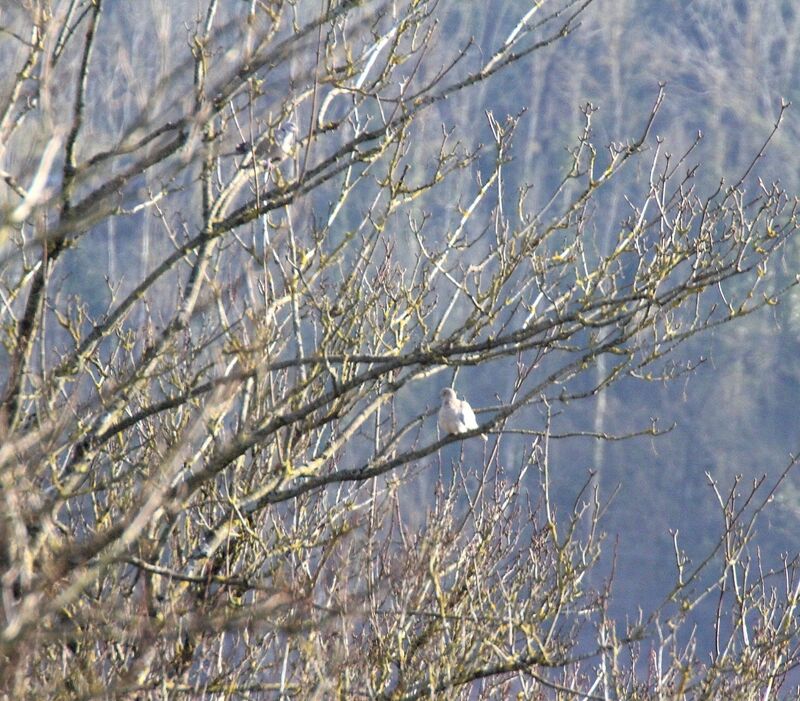 Eurasian Collared Dove