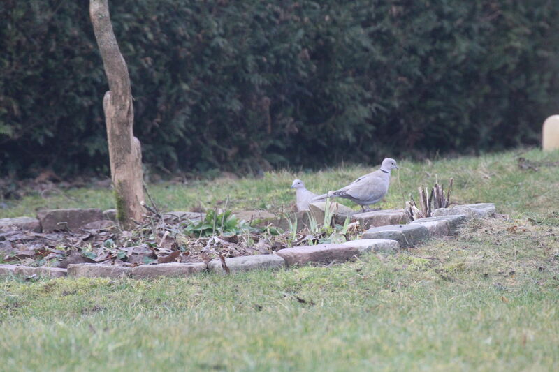 Eurasian Collared Dove