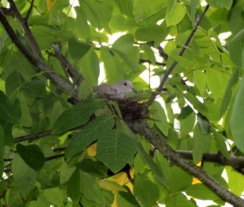 Eurasian Collared Dove