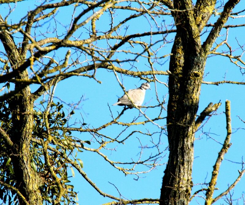 Eurasian Collared Dove