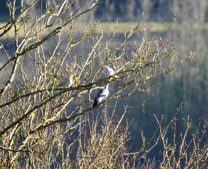 Eurasian Collared Dove