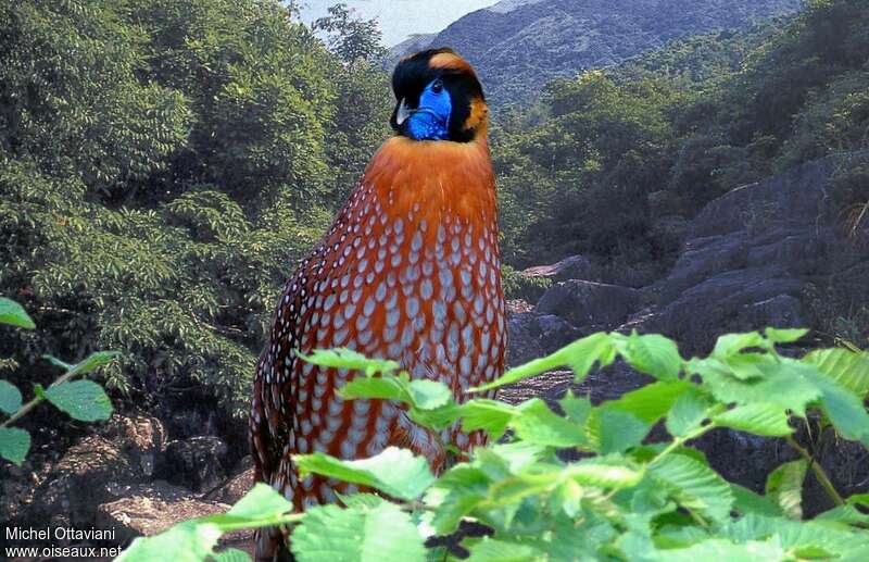 Tragopan de Temminck mâle adulte, habitat, pigmentation