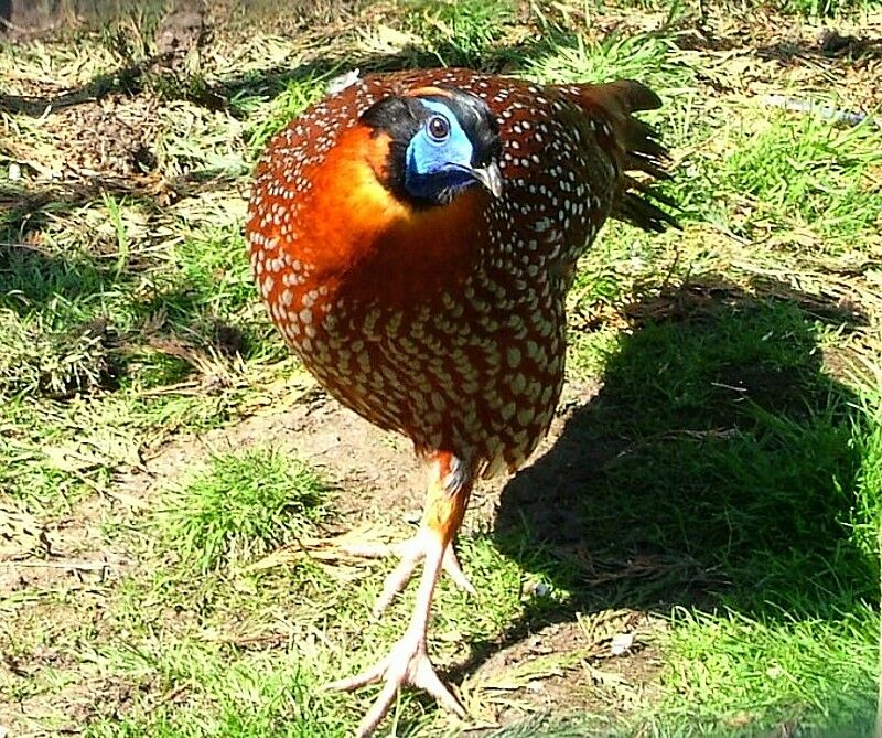 Tragopan de Temminck mâle adulte