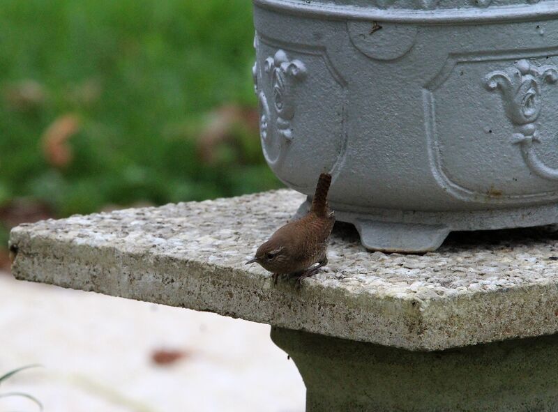 Troglodyte mignon