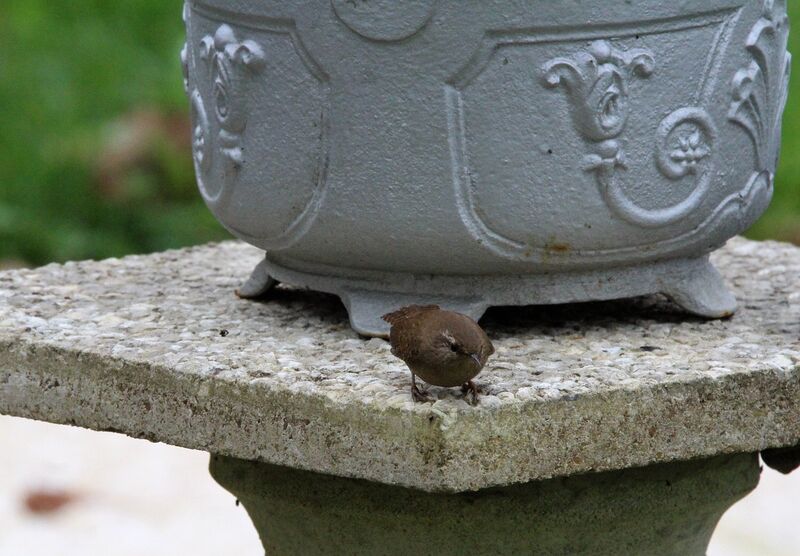 Eurasian Wren