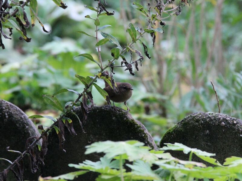 Eurasian Wren