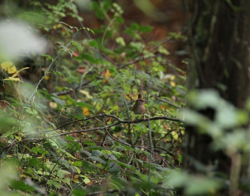 Eurasian Wren