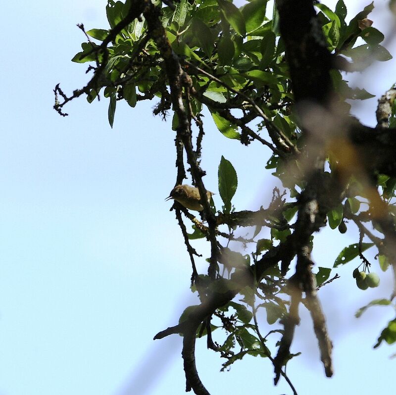 Eurasian Wren