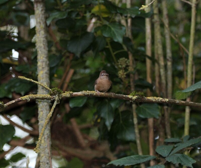 Eurasian Wren