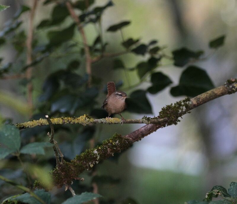 Eurasian Wren