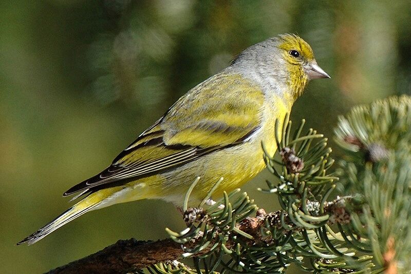 Citril Finch male adult breeding, identification