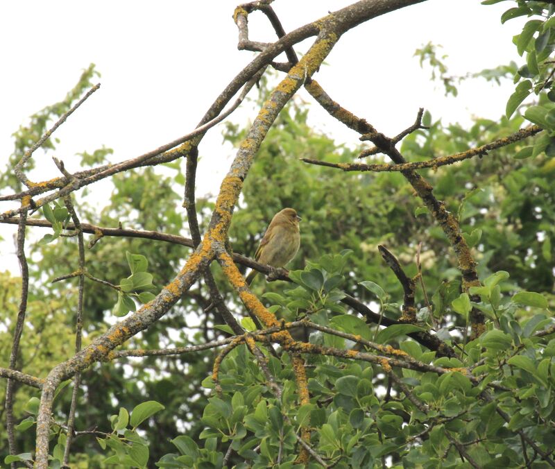 European Greenfinch