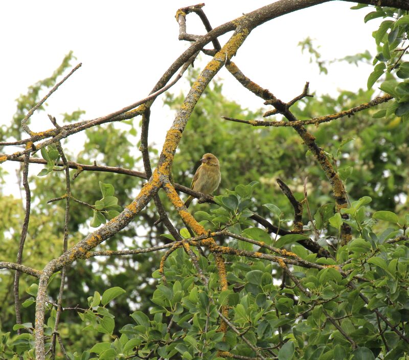 European Greenfinch