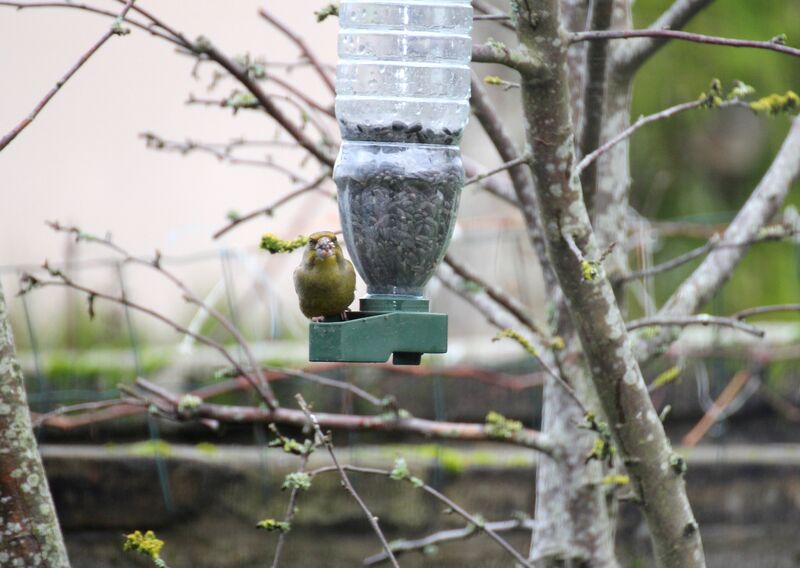 European Greenfinch