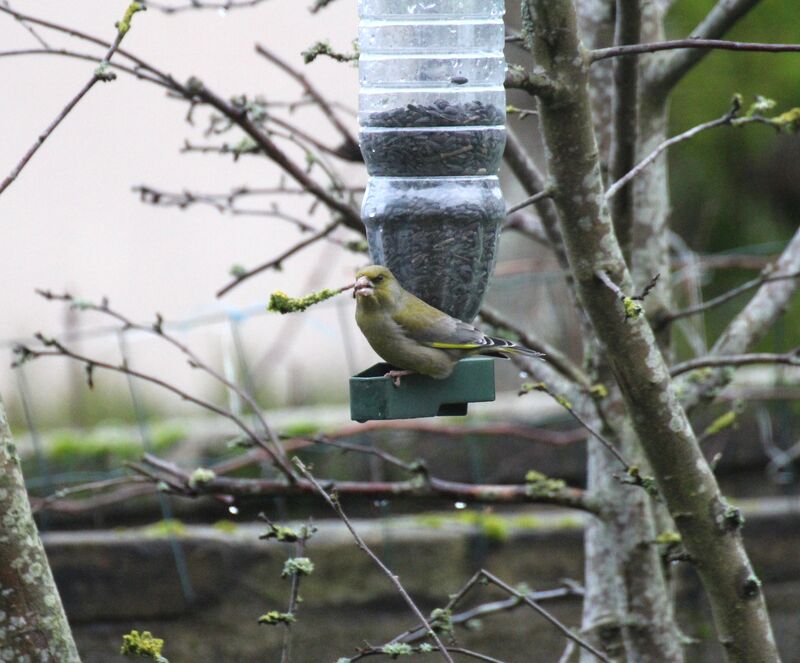 European Greenfinch