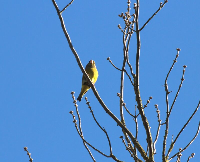 European Greenfinch