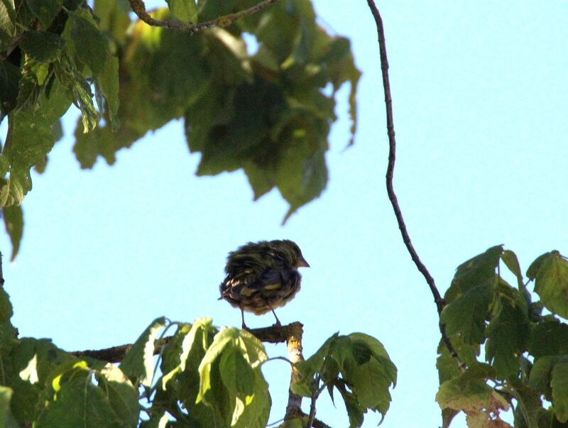 European Greenfinch