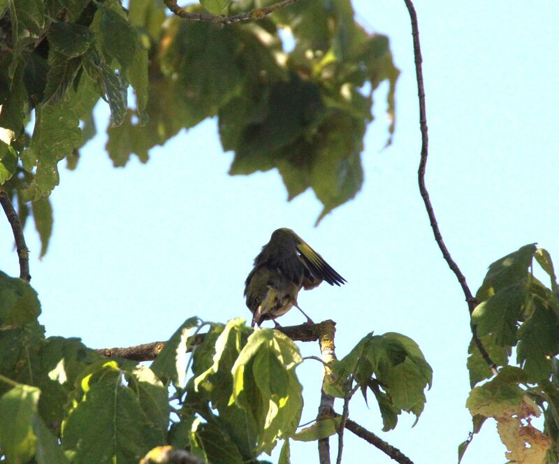 European Greenfinch