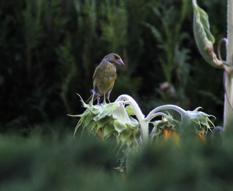 European Greenfinch