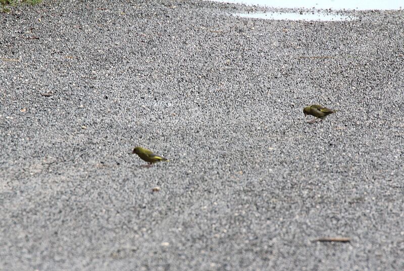 European Greenfinch