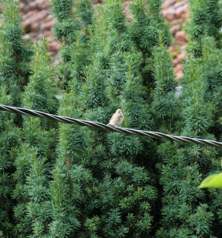 European Greenfinch